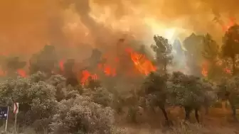 İzmir Yine Yanıyor! Dikili İlçesinde Orman Yangını!